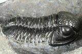 Two Detailed Gerastos Trilobite Fossils - Morocco #363955-4